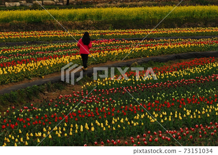 Dachoji，Tyuullip，Namhae，油菜田6 73151034