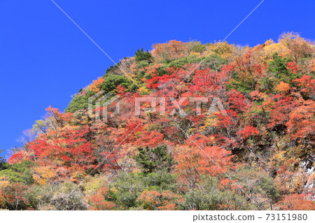 Befu Gorge色彩鮮豔的秋葉（高知縣） 73151980