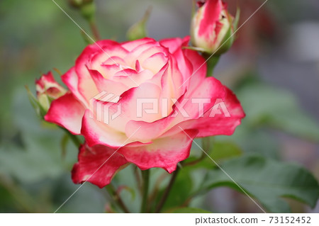 rose	 73152452