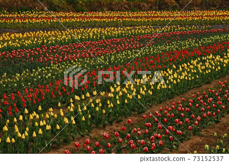 南海、茶園、鬱金香節、油菜花 73152537