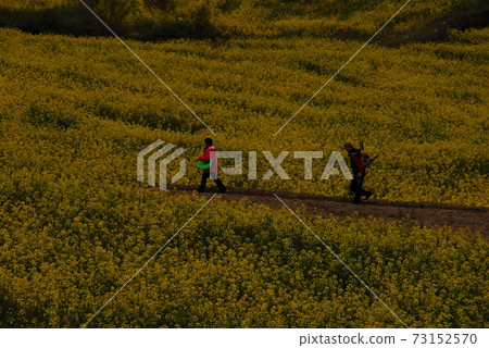 南海、茶園、鬱金香節、油菜花 73152570