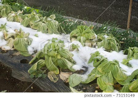 白雪覆蓋的Chingen蔬菜田家庭花園 73153149