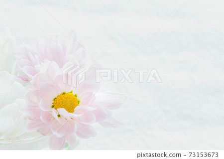 Spray mum in a vase Spray mum in a vase 73153673