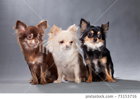 Three dogs of Chihuahua breed, different color Three dogs of Chihuahua breed, different color 73153716