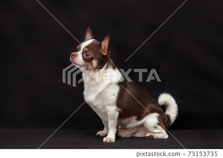 Dog chihuahua chocolate white color on a black background Dog chihuahua chocolate white color on a black background 73153735