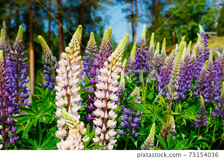 Ski slope with blue lupine flowers at summer Ski slope with blue lupine flowers at summer 73154036
