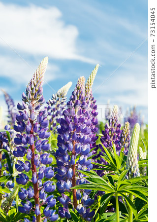 Lupine field with blue flowers at summer Lupine field with blue flowers at summer 73154045