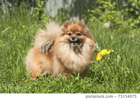 Red fluffy spitz on green summer grass Red fluffy spitz on green summer grass 73154075