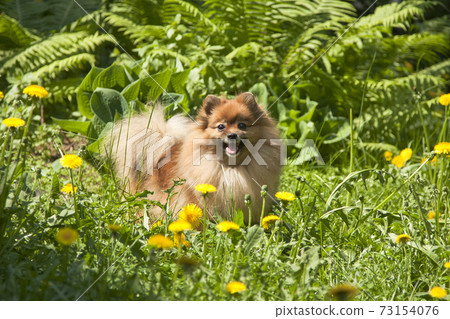 Red fluffy spitz on green summer grass Red fluffy spitz on green summer grass 73154076