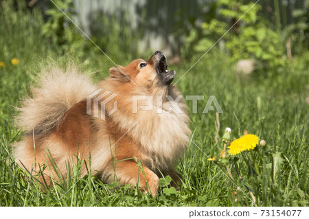 Little red spitz makes noise and barks Little red spitz makes noise and barks 73154077