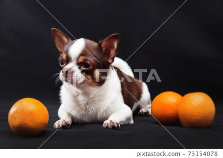Chihuahua dog with oranges on a black background Chihuahua dog with oranges on a black background 73154078