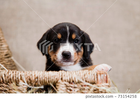 Entlebucher mountain dog puppy lies peeping out of the basket Entlebucher mountain dog puppy lies peeping out of the basket 73154258