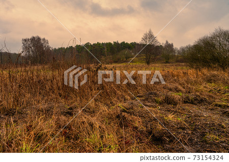 A beautiful moor landscape with a dark sky in the background. Picture from Revingehed, Scania, Sweden 73154324