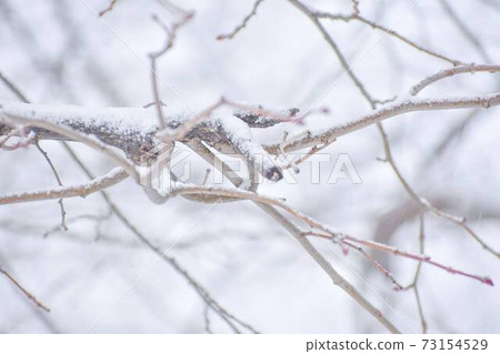 白雪皚皚的樹枝 白雪皚皚的樹枝 73154529