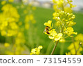 油菜和蜜蜂2 73154559