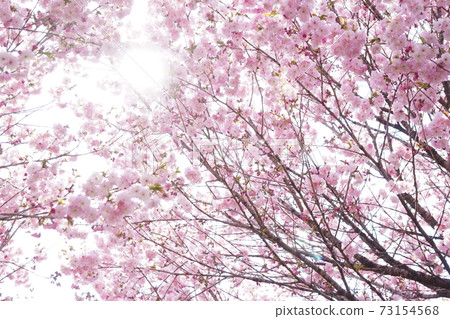 Cherry blossoms and sky 3 73154568