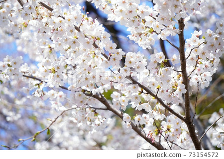 櫻花與天空5 73154572