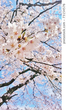 櫻花與天空8 73154576