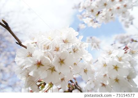 Cherry blossoms and sky 9 73154577
