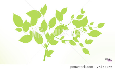 Sprig or twig, spring green foliage of the tree. Green tea ramule. Cherry, birch. Small branch. 73154766