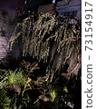 Night weeping 73154917