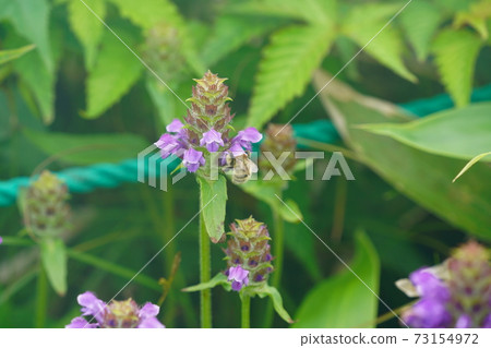 Bumblebee that sucks the nectar of Heal-all 73154972