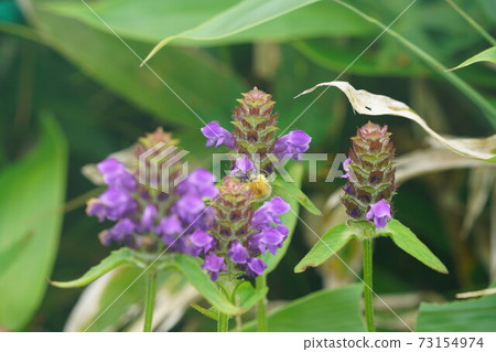 Bumblebee that sucks the nectar of Heal-all 73154974