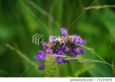 Bumblebee that sucks the nectar of Heal-all Bumblebee that sucks the nectar of Heal-all 73154976