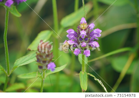 Bumblebee that sucks the nectar of Heal-all 73154978
