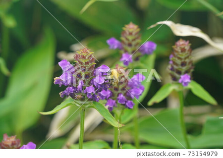 Bumblebee that sucks the nectar of Heal-all Bumblebee that sucks the nectar of Heal-all 73154979