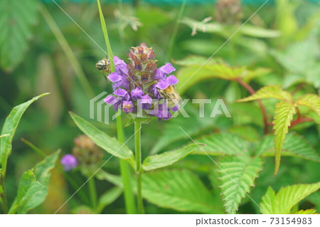 Bumblebee that sucks the nectar of Heal-all Bumblebee that sucks the nectar of Heal-all 73154983