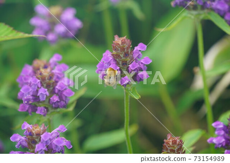 Bumblebee that sucks the nectar of Heal-all Bumblebee that sucks the nectar of Heal-all 73154989