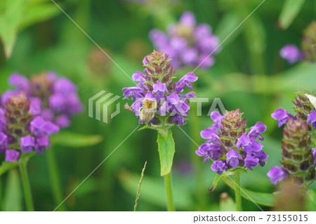 Bumblebee that sucks the nectar of Heal-all 73155015