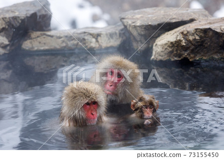 Nagano Prefecture Snow Jigokudani Yaen-Koen Hot Spring Monkey Family Nagano Prefecture Snow Jigokudani Yaen-Koen Hot Spring Monkey Family 73155450