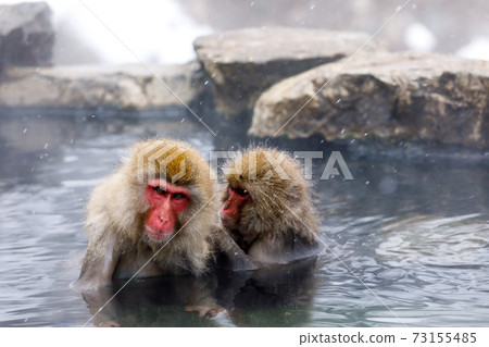 長野縣地獄谷野生猴子公園溫泉猴子 長野縣地獄谷野生猴子公園溫泉猴子 73155485
