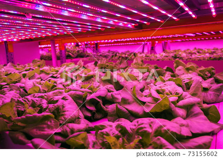 Special LED lights shine on lettuce in aquaponics system combining fish aquaculture with hydroponics, cultivating plants in water under artificial lighting, indoors Special LED lights shine on lettuce in aquaponics system combining fish aquaculture with hydroponics, cultivating plants in water under artificial lighting, indoors 73155602