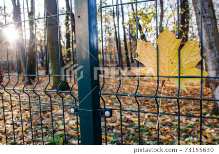 yellow maple leaf hanging on the fence 73155630