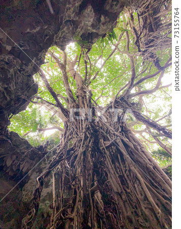 榕樹 榕樹 73155764