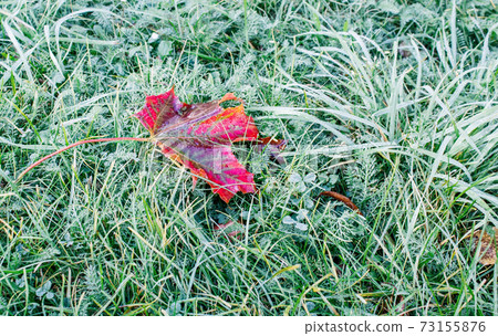 red maple leaf lying on the grass 73155876