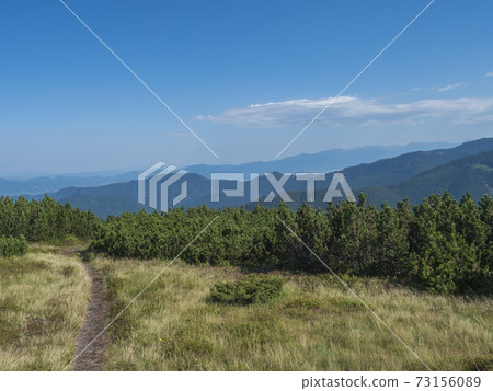 Footpath of hiking trail from Chopok ridge with mountain meadow, scrub pine and view of blue green hills ridge. Landscape of Low Tatras mountains, Slovakia, summer sunny day, blue sky background Footpath of hiking trail from Chopok ridge with mountain meadow, scrub pine and view of blue green hills ridge. Landscape of Low Tatras mountains, Slovakia, summer sunny day, blue sky background 73156089