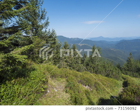 spruce tree forest, scrub pine and mountain meadow with view of blue green hills of Low Tatras mountains ridge. Summer landscape spruce tree forest, scrub pine and mountain meadow with view of blue green hills of Low Tatras mountains ridge. Summer landscape 73156092