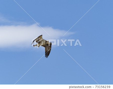 Flying flying in the sky Flying flying in the sky 73156239