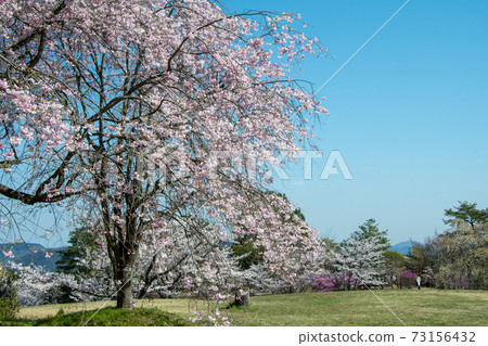 岡山市北區立部町竹部之森公園的染井吉野 岡山市北區立部町竹部之森公園的染井吉野 73156432