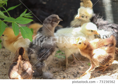 Group of Young baby Bantam chick in the sand Group of Young baby Bantam chick in the sand 73156562