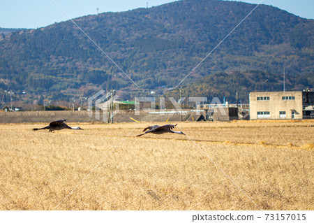 鹿兒島縣泉市的真鶴越冬 73157015
