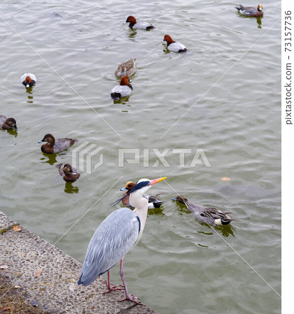 Gray heron and duck 2 73157736