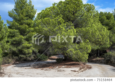 Lush greenery in Greece 73158464