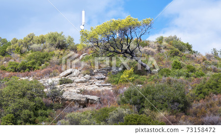 Hill with lush greenery in Greece Hill with lush greenery in Greece 73158472