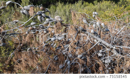 Fallen dead fir in Greece Fallen dead fir in Greece 73158545
