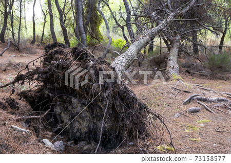 Fallen tree in a forest in Greece 73158577